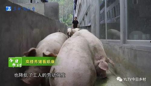 袁湘南猪场爆料视频,揭开养殖业的惊人内幕  第2张